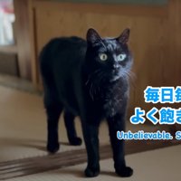 驚いた様子の黒猫