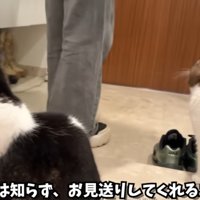 でかける飼い主を見送る猫達