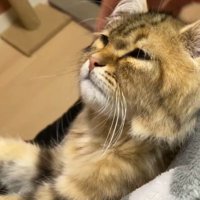 横向きのしょぼしょぼした顔の猫2