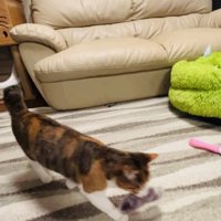 娘さんが投げた手袋を咥えてくる三毛猫