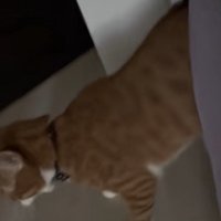 ベッドの隙間にお尻がはさまっている猫