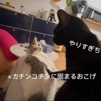 ビビる猫