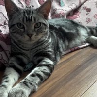 伏せてこちらを見ている猫