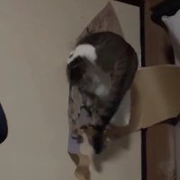 ふすまの穴に上半身を突っ込んでいる猫（字幕なし）