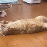 寝転がる猫