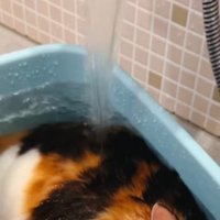 三毛猫の背中に落ちる水