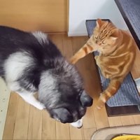 はっちゃんに触る茶太郎くん