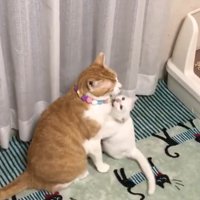 茶白に噛みつこうとする白猫