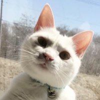 ドヤ顔の猫