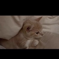 布団の間に横になっている子猫