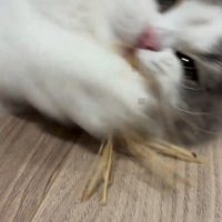 おもちゃにじゃれている猫