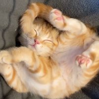 寝ている茶トラ（猫の体全体だけ切り取り）