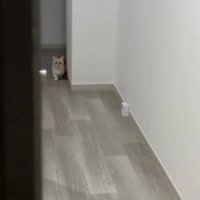 遠くで立ち止まっている猫