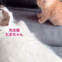 先住猫と子猫
