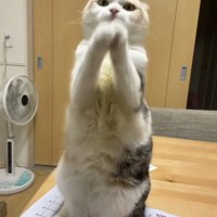テーブルの上で前足をそろえてポーズをとる猫