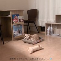 振り向く猫