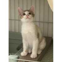 室内にいる猫