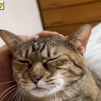 撫でられる猫（左上に「リタ」）