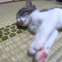 横から