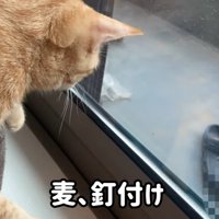 ベランダの虫を見ている猫