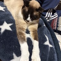 シャム柄の猫