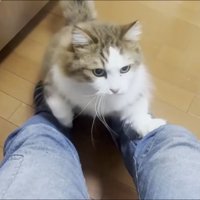 一生懸命のぼる猫