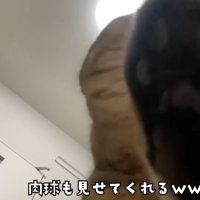 猫の肉球