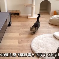 ママに向かって駆けるキジトラマンチカン