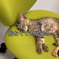 椅子で眠る子猫