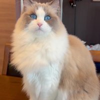 テーブルの上の猫