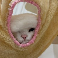 しっぽで半分顔を隠す猫