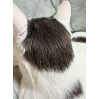 猫の後頭部