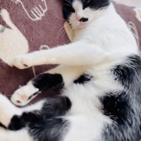 カーペットの上で寝る保護猫