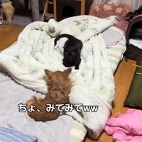 布団の上で向かい合って伏せている犬と猫（ヒキ）