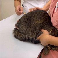 注射