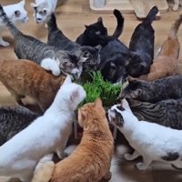 猫草にむらがる猫たち