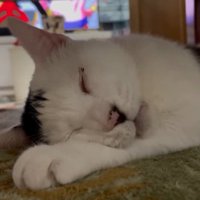 寝息を立てて眠る猫