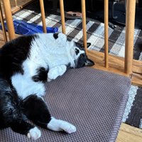 ストーブの側でへそ天で寝る猫