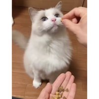 カリカリを食べる猫
