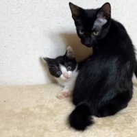 カメラ目線の2匹の猫