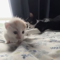 ちょっかい出す猫