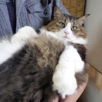 大きな猫のため、飼い主の腕から少しはみ出して抱っこされている様子