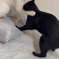 ケンカする猫