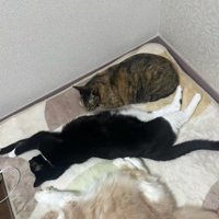 寝ている3匹の猫