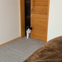 部屋に入るこころちゃん