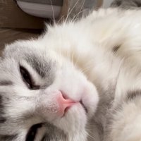 眠そうに見つめる猫