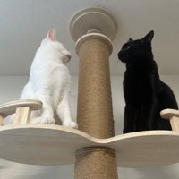 キャットタワーの上でにらみ合う白猫と黒猫