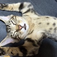 ソファの上で仰向けになって『バンザイ』の状態で眠るキジトラ猫