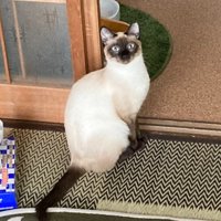 白っぽいシャム猫