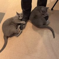 2頭の猫に両足を抱きしめられる男性